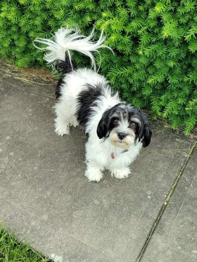Havanese Puppies AKC breeder image 6