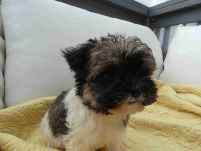 Havanese Puppies AKC media 4