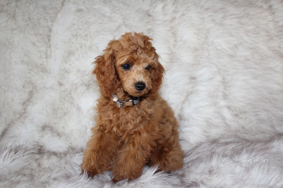 Poodle Puppies breeder image 1