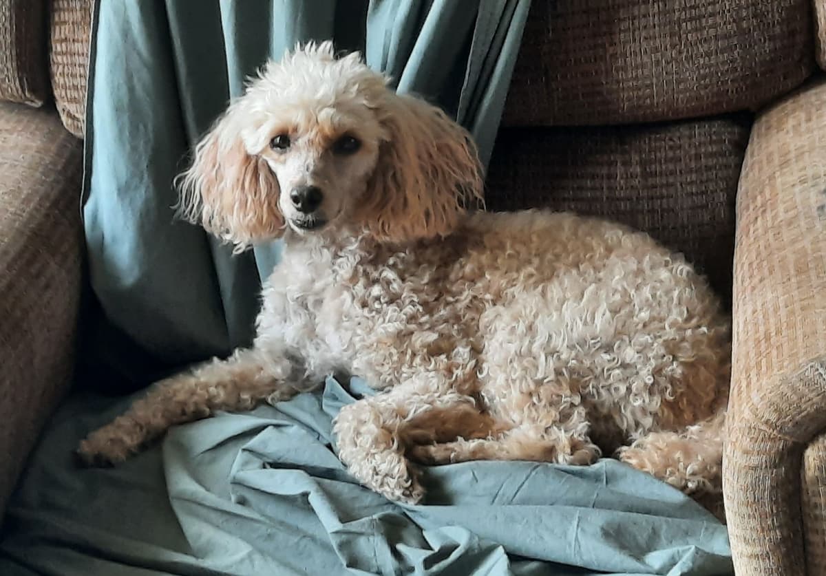 Poodle Puppies breeder image 4