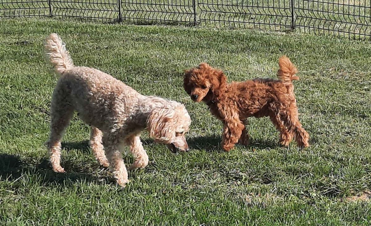 Poodle Puppies breeder image 5