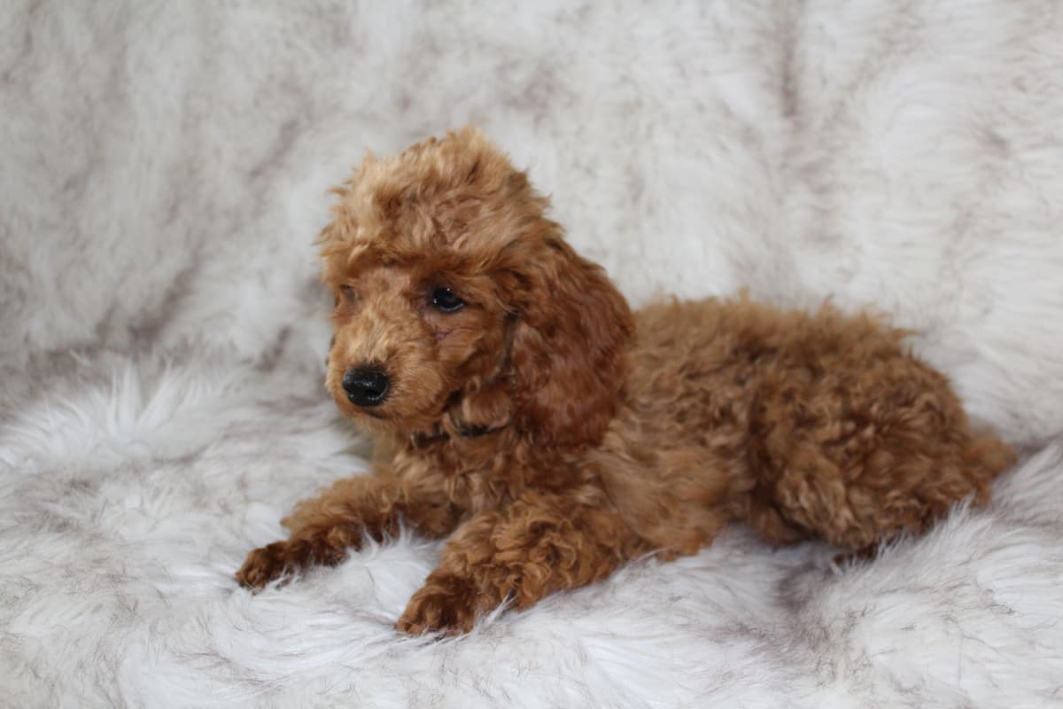 Poodle Puppies breeder image 6