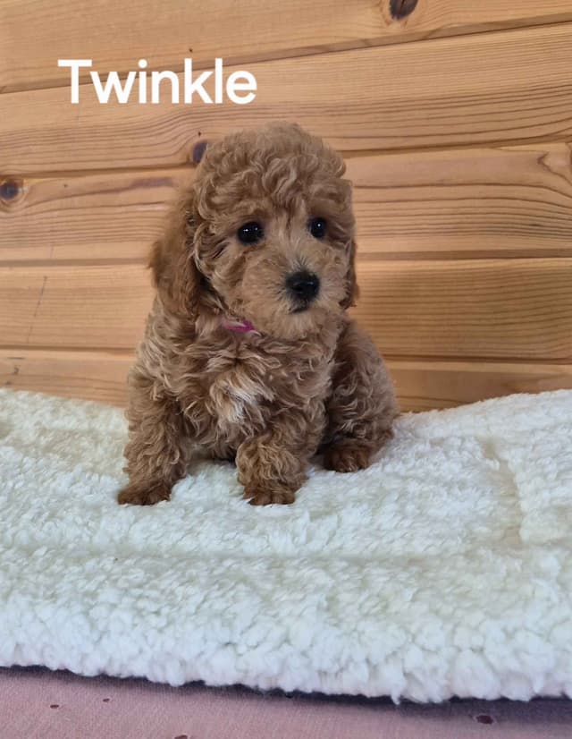 Poodle Puppies media 2