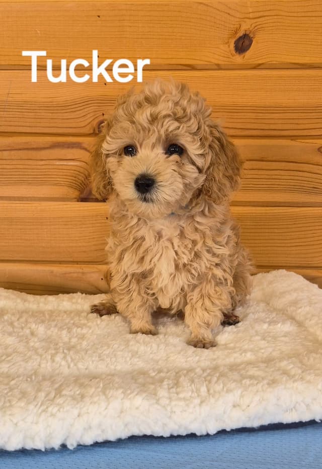 Poodle Puppies media 3