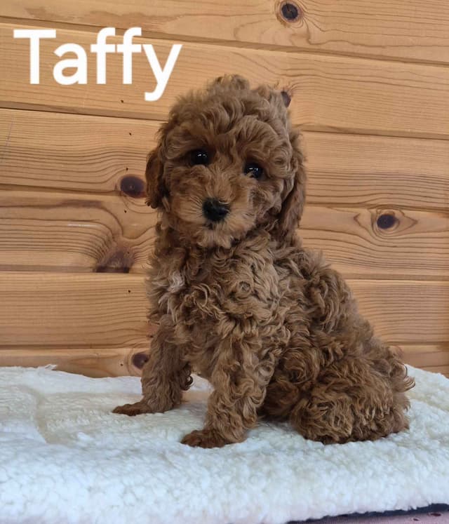 Poodle Puppies media 4