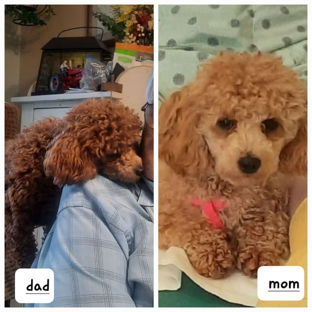 Poodle Puppies media 5