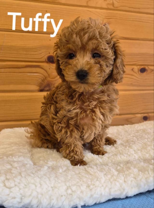 Poodle Puppies media 6
