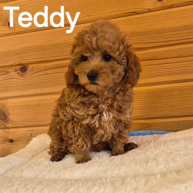 Poodle Puppies media 7
