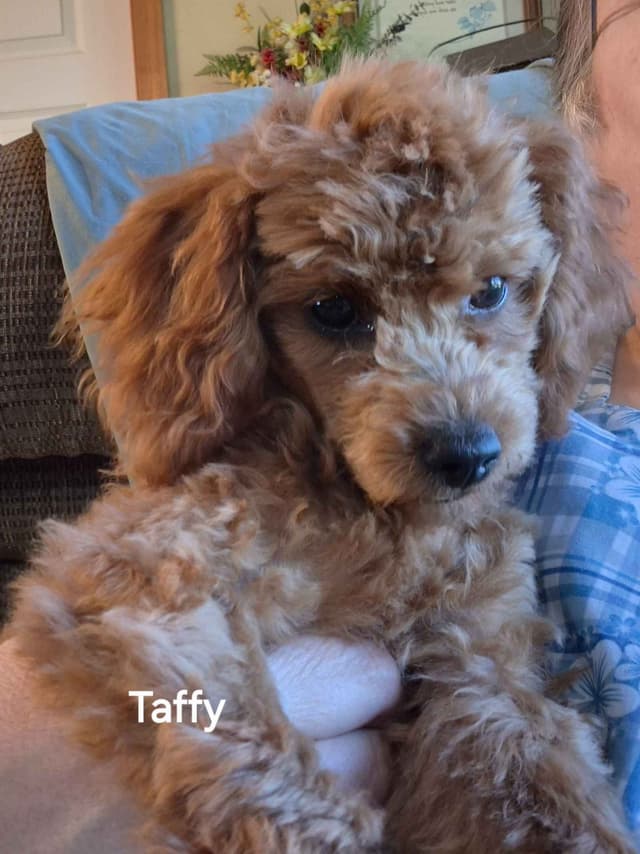 Poodle Puppies media 9