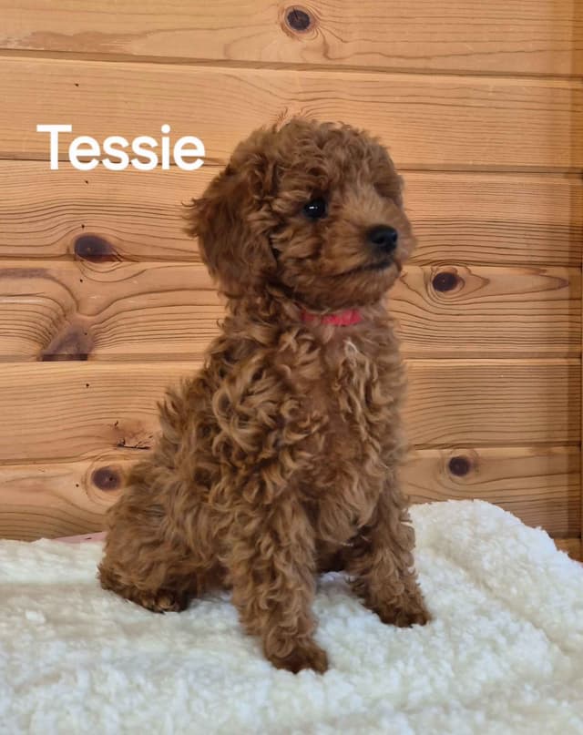 Poodle Puppies media 11