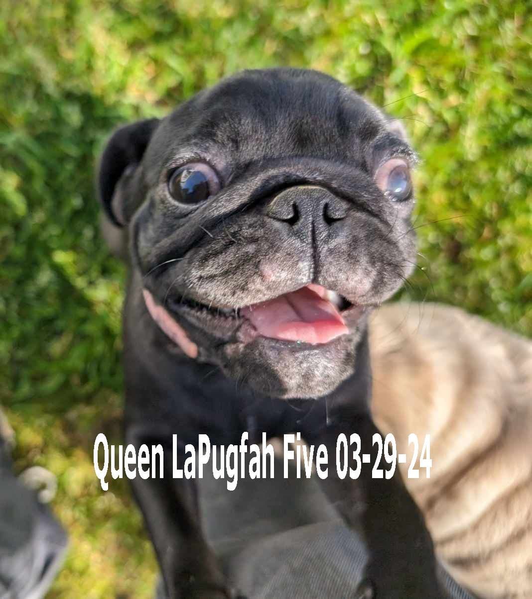 Pug Puppies breeder image 1