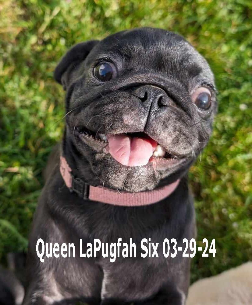 Pug Puppies breeder image 2
