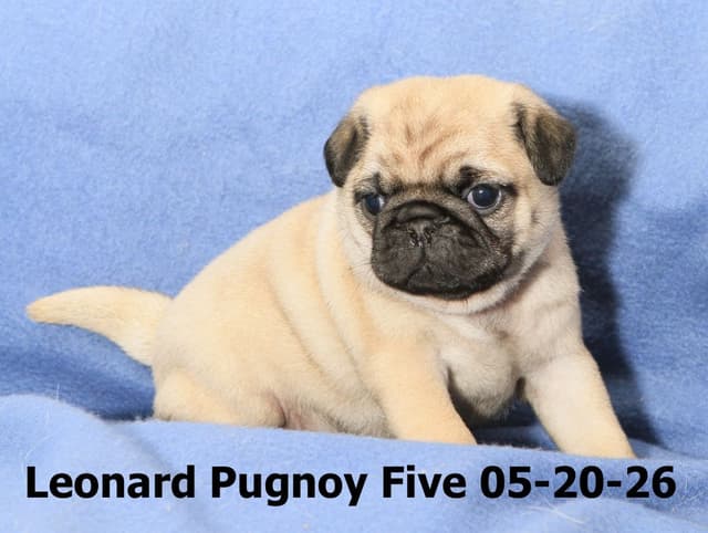 Pug Puppies media 5