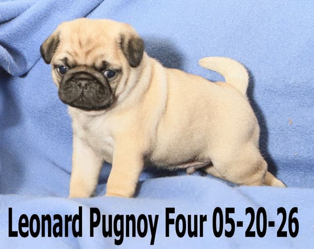 Pug Puppies media 4