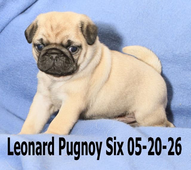 Pug Puppies media 6