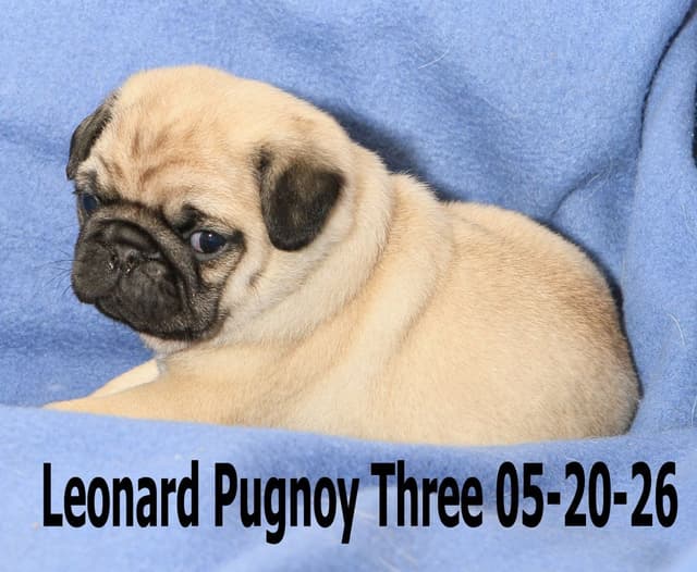 Pug Puppies media 3