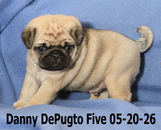 Pug Puppies media 11