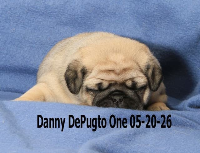 Pug Puppies media 7