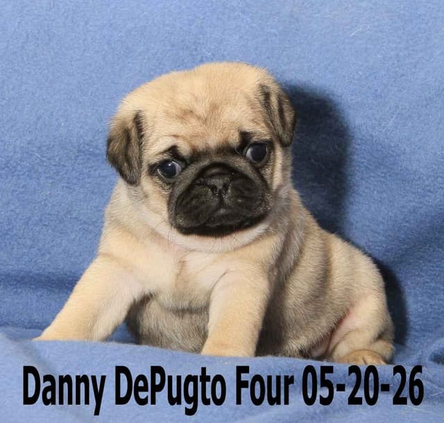 Pug Puppies media 10
