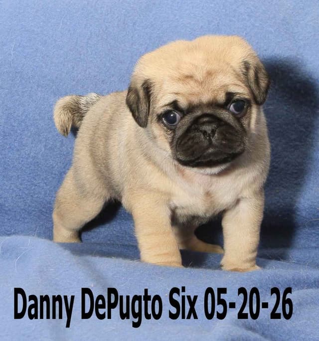 Pug Puppies media 13