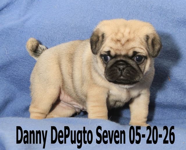 Pug Puppies media 14