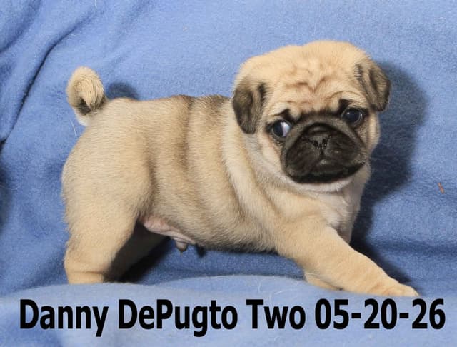 Pug Puppies media 8