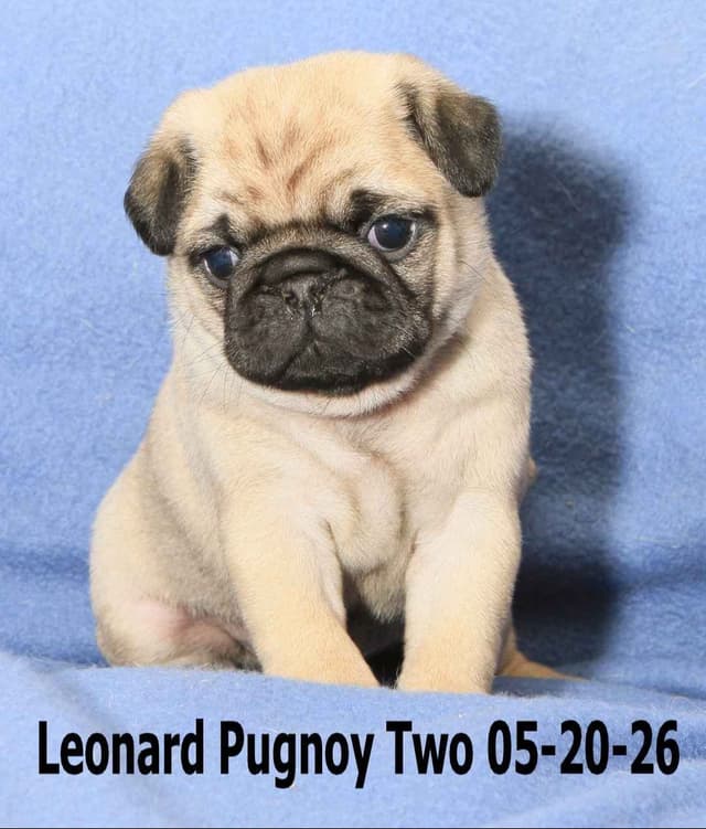 Pug Puppies media 2
