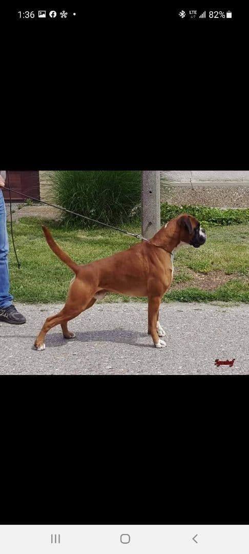 AKC Boxer Puppies breeder image 4