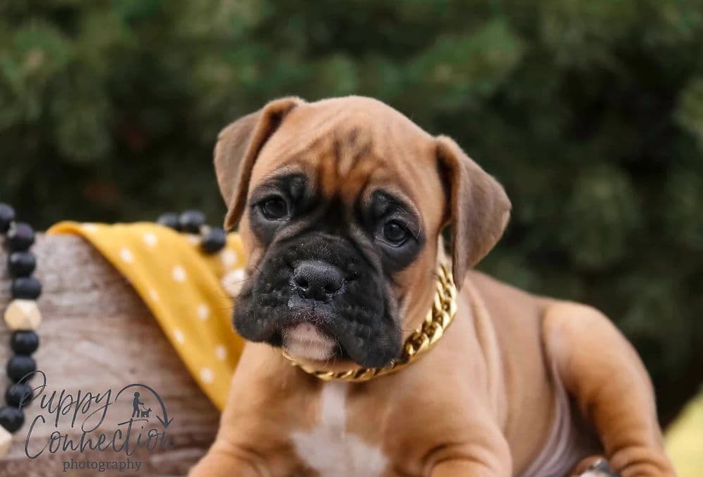 AKC Boxer Puppies breeder image 3