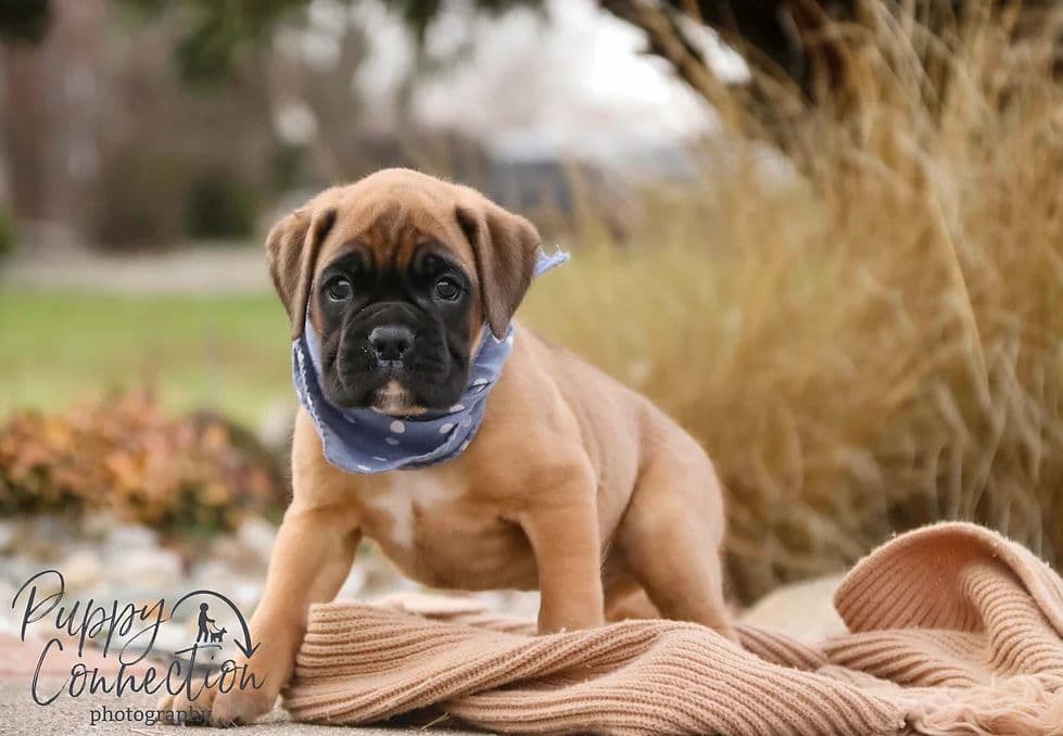 AKC Boxer Puppies breeder image 1