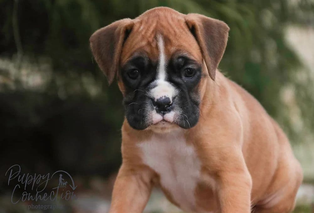 AKC Boxer Puppies breeder image 5