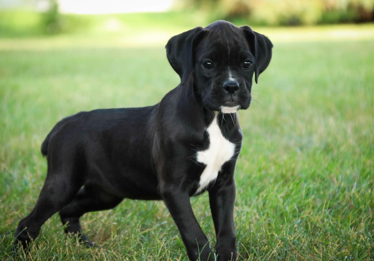 AKC Boxer Puppies breeder image 6