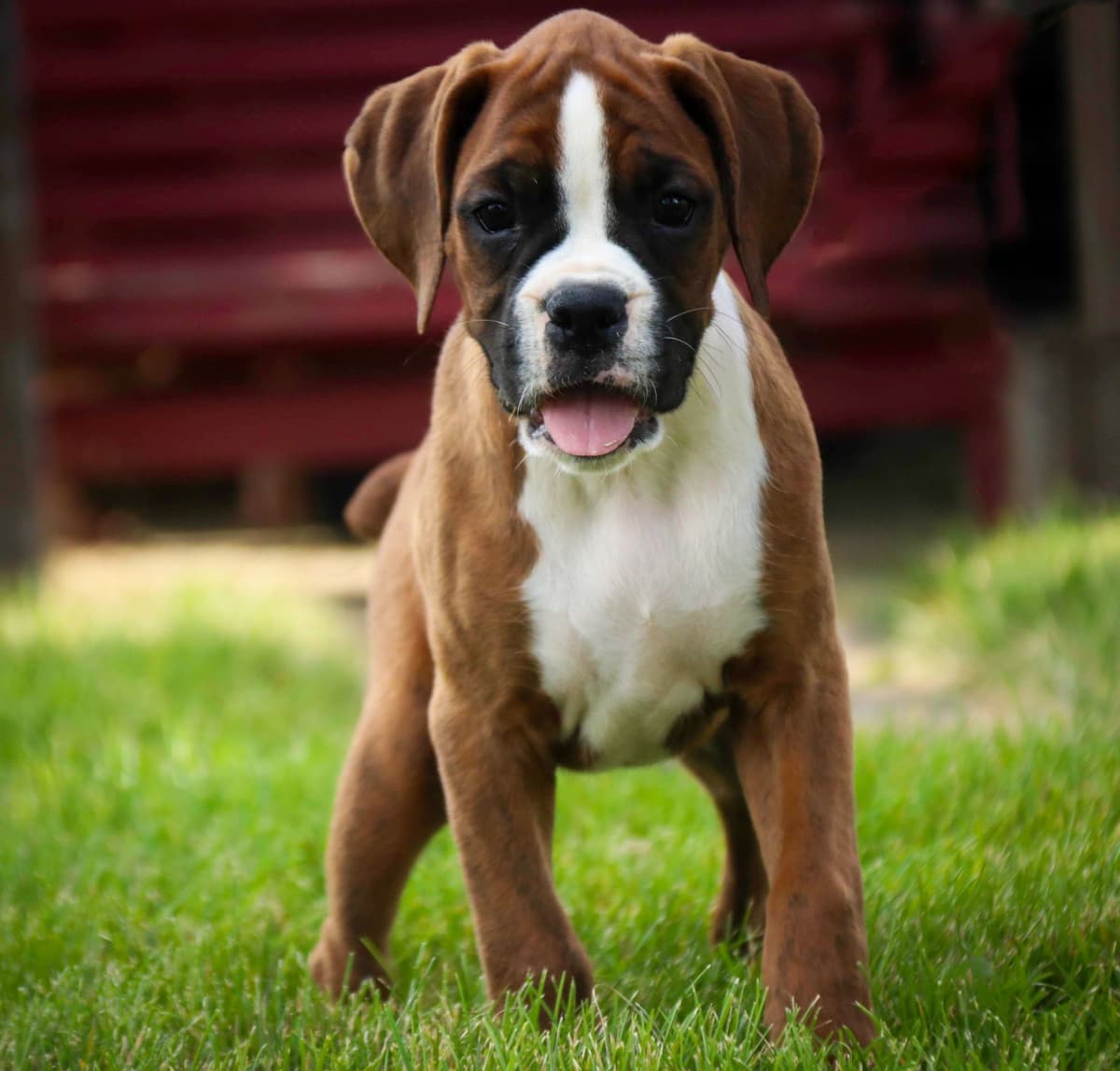 AKC Boxer Puppies breeder image 7