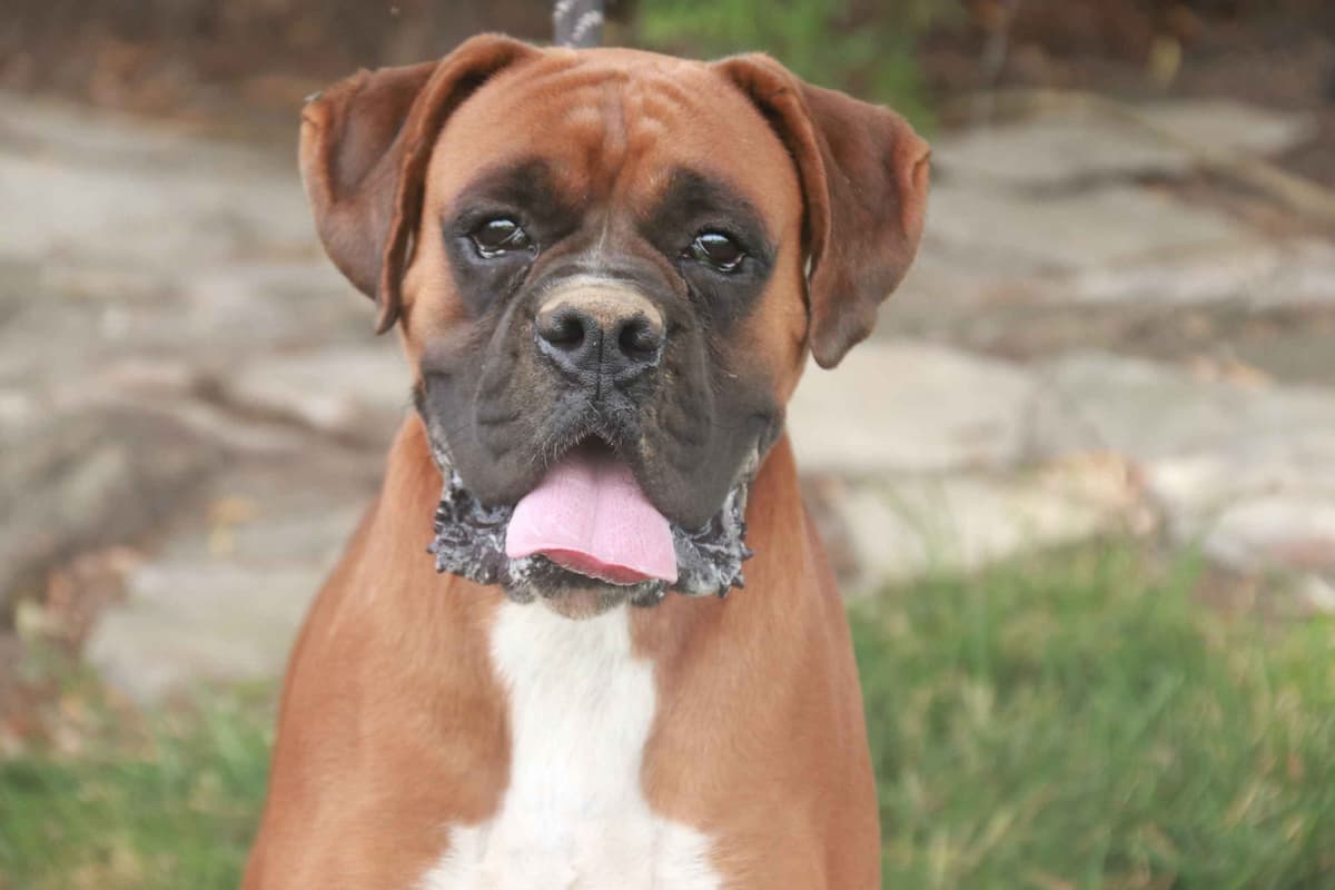 AKC Boxer Puppies breeder image 8