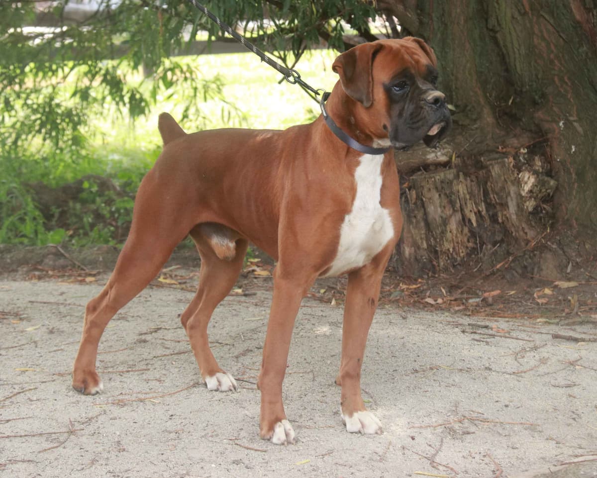 AKC Boxer Puppies breeder image 2