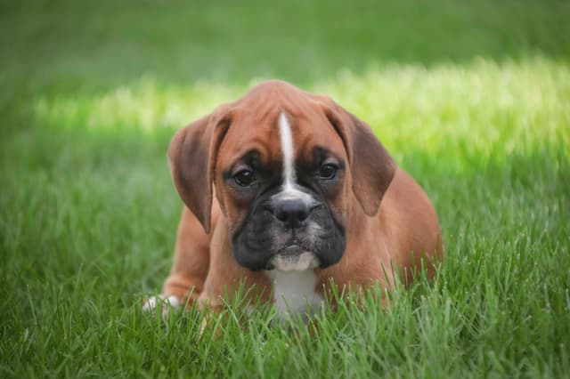 Boxer Puppies media 2