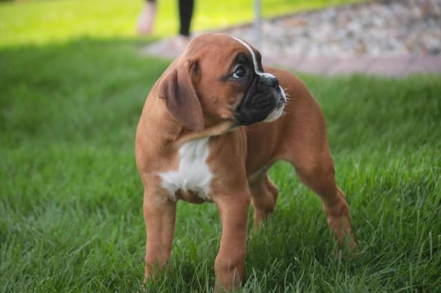 Boxer Puppies media 4