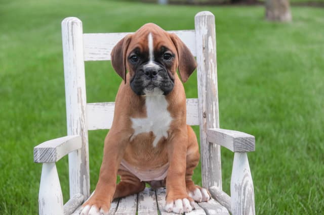 Boxer Puppies media 5