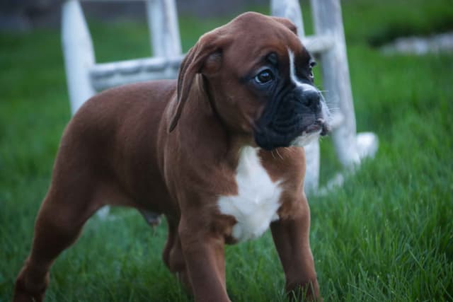 Boxer Puppies media 6