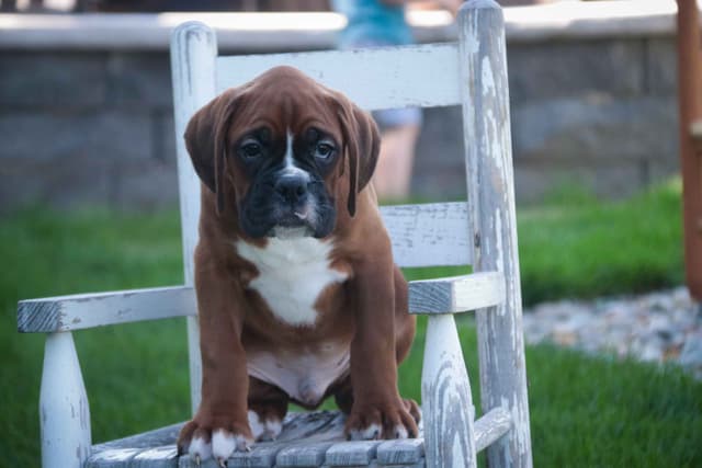Boxer Puppies media 7