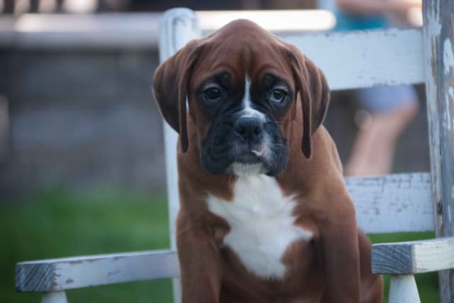 Boxer Puppies media 8