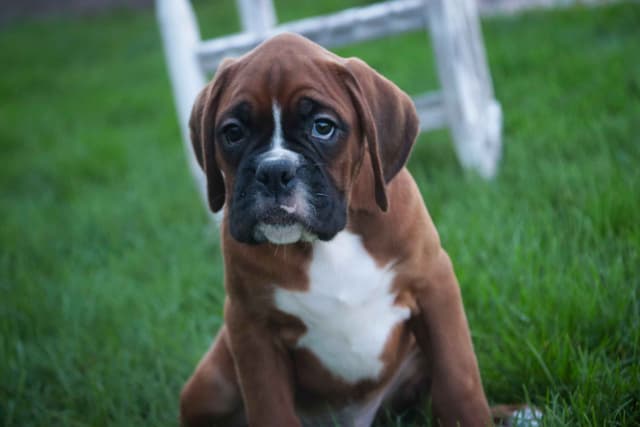 Boxer Puppies media 9