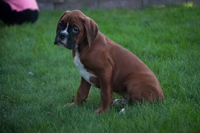 Boxer Puppies media 10