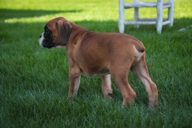 Boxer Puppies media 11
