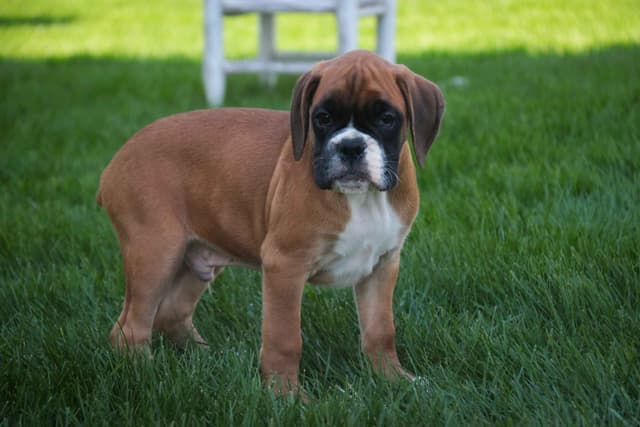 Boxer Puppies media 12