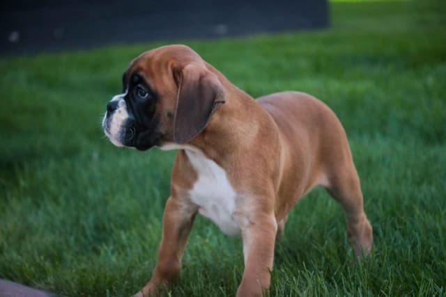 Boxer Puppies media 13
