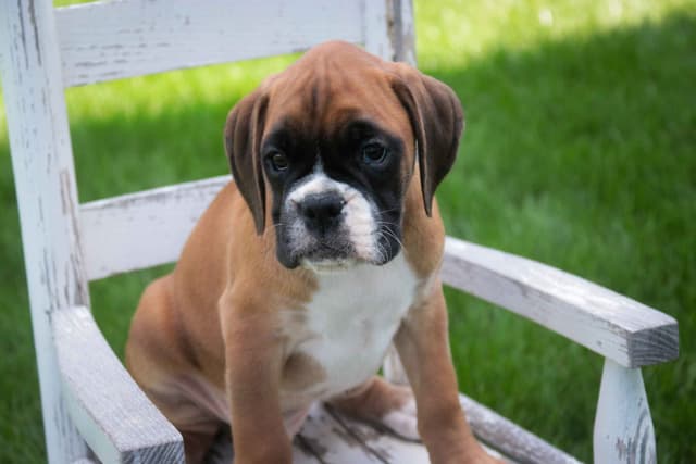 Boxer Puppies media 15