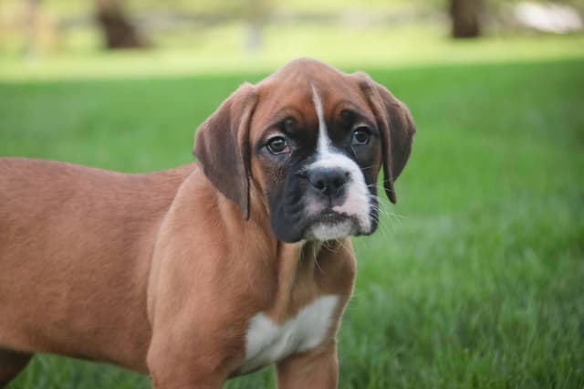 Boxer Puppies media 16