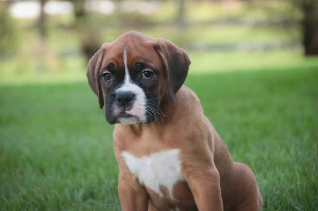 Boxer Puppies media 17
