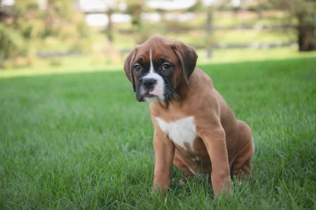 Boxer Puppies media 18